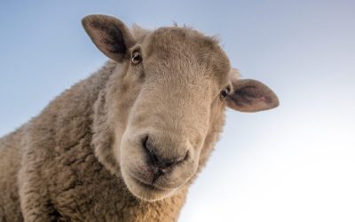 LA LANA DE OVEJA : PRECIADO ALIADO DE LA HUMANIDAD